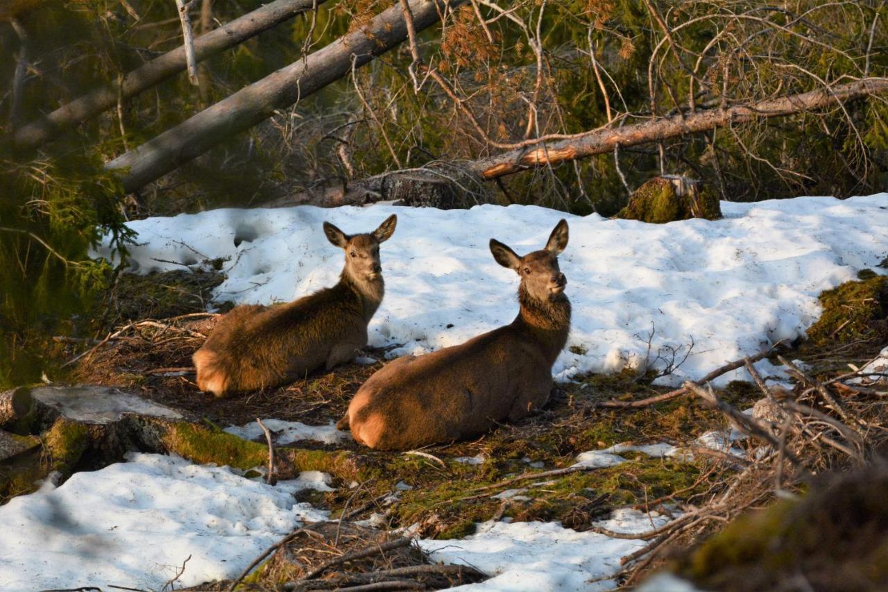 Voss Lodge Rongastovo Екстериор снимка